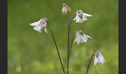 Gemeine Akelei (Aquilegia vulgaris)