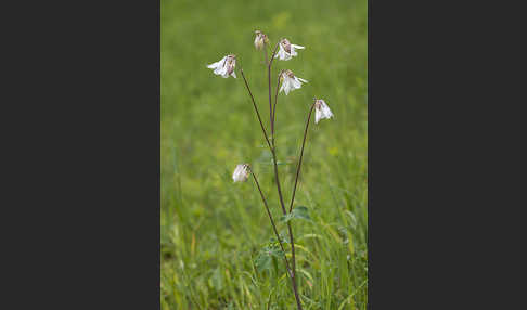 Gemeine Akelei (Aquilegia vulgaris)