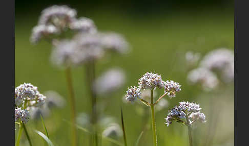 Kleiner Baldrian (Valeriana dioica)