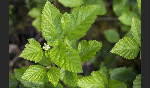 Steinbeere (Rubus saxatilis)