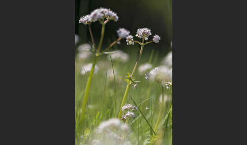 Kleiner Baldrian (Valeriana dioica)