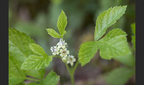 Steinbeere (Rubus saxatilis)