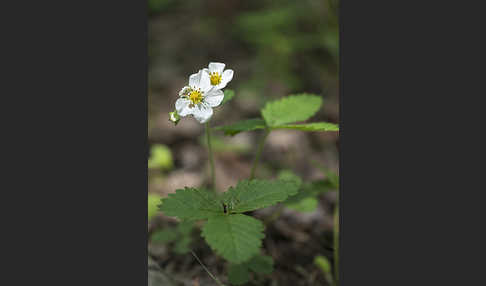 Zimt-Erdbeere (Fragaria moschata)