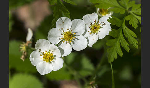 Zimt-Erdbeere (Fragaria moschata)