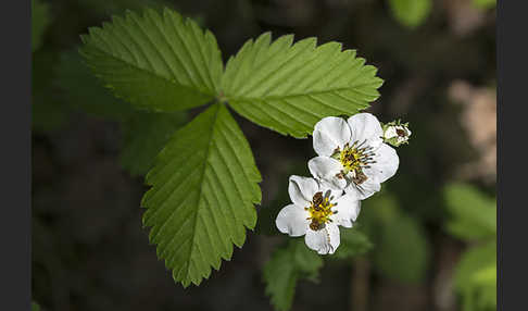 Zimt-Erdbeere (Fragaria moschata)