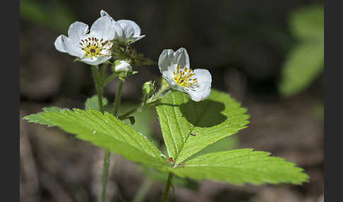 Zimt-Erdbeere (Fragaria moschata)