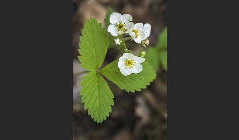 Zimt-Erdbeere (Fragaria moschata)