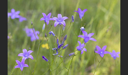 Wiesen-Glockenblume (Campanula patula)