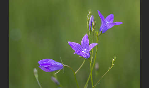 Wiesen-Glockenblume (Campanula patula)