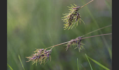 Zwiebel-Rispengras (Poa bulbosa)