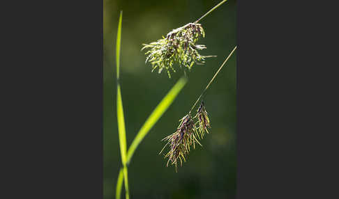 Zwiebel-Rispengras (Poa bulbosa)