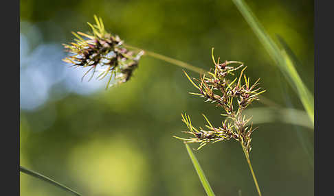 Zwiebel-Rispengras (Poa bulbosa)