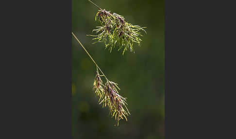 Zwiebel-Rispengras (Poa bulbosa)