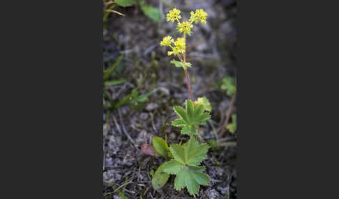 Filziger Frauenmantel (Alchemilla glaucescens)