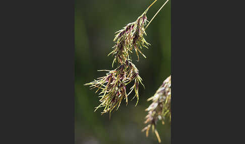 Zwiebel-Rispengras (Poa bulbosa)