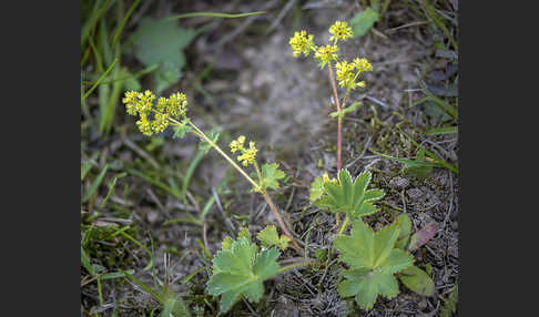 Filziger Frauenmantel (Alchemilla glaucescens)