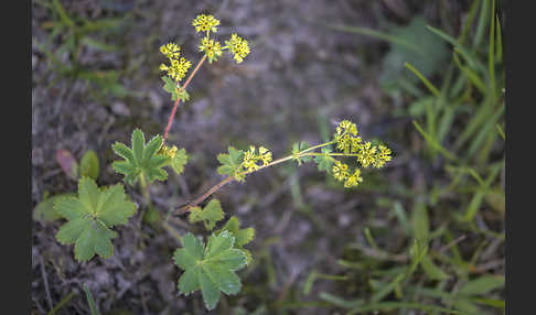 Filziger Frauenmantel (Alchemilla glaucescens)