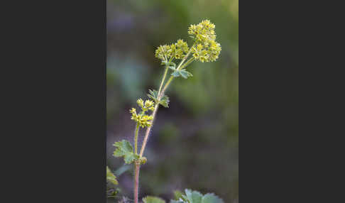 Filziger Frauenmantel (Alchemilla glaucescens)