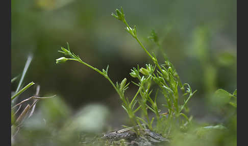 Kronblattloses Mastkraut (Sagina apetala)