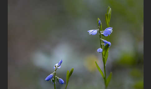 Quendel-Kreuzblümchen (Polygala serpyllifolia)