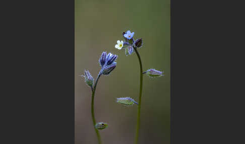 Buntes Vergißmeinnicht (Myosotis discolor)