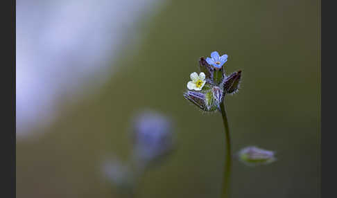 Buntes Vergißmeinnicht (Myosotis discolor)