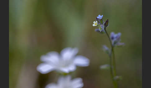 Buntes Vergißmeinnicht (Myosotis discolor)