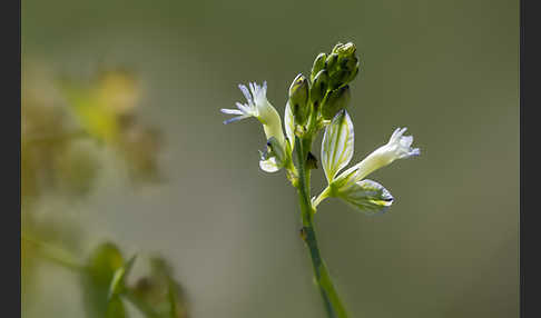 Spitzflügeliges Kreuzblümchen (Polygala oxyptera)