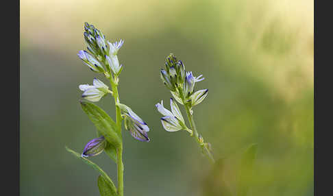 Spitzflügeliges Kreuzblümchen (Polygala oxyptera)