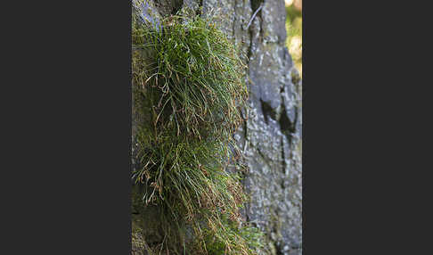 Nördlicher Streifenfarn (Asplenium septentrionale)