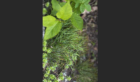 Nördlicher Streifenfarn (Asplenium septentrionale)