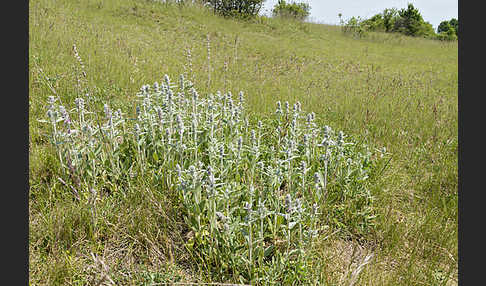 Deutscher Ziest (Stachys germanica)