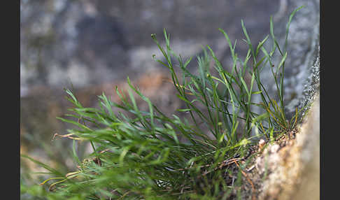 Nördlicher Streifenfarn (Asplenium septentrionale)