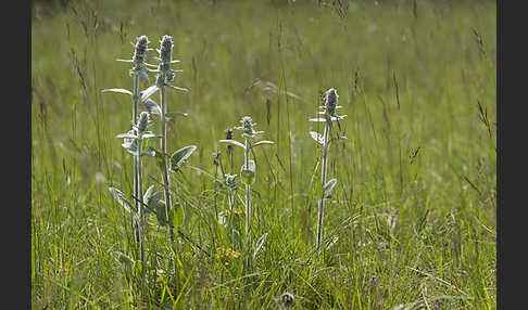 Deutscher Ziest (Stachys germanica)