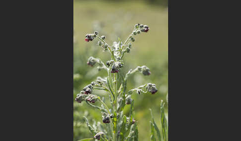 Echte Hundszunge (Cynoglossum officinale)