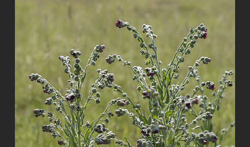 Echte Hundszunge (Cynoglossum officinale)