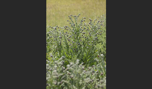 Echte Hundszunge (Cynoglossum officinale)