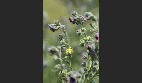 Echte Hundszunge (Cynoglossum officinale)