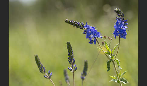 Großer Ehrenpreis (Veronica teucrium)