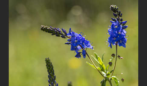 Großer Ehrenpreis (Veronica teucrium)