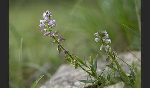 Schopfiges Kreuzblümchen (Polygala comosa)