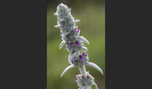 Deutscher Ziest (Stachys germanica)