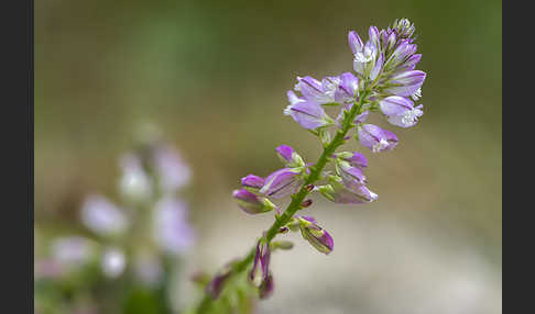 Schopfiges Kreuzblümchen (Polygala comosa)