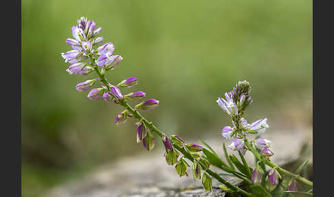 Schopfiges Kreuzblümchen (Polygala comosa)