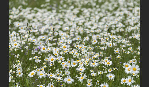 Margerite (Leucanthemum vulgare)