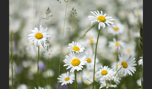 Margerite (Leucanthemum vulgare)