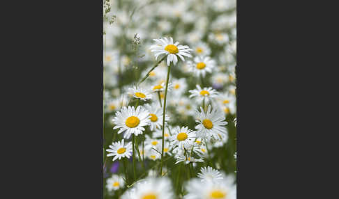 Margerite (Leucanthemum vulgare)