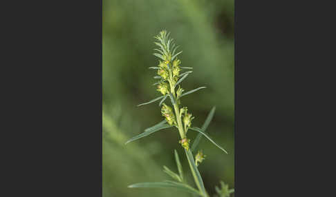 Gemeines Leinkraut (Linaria vulgaris)