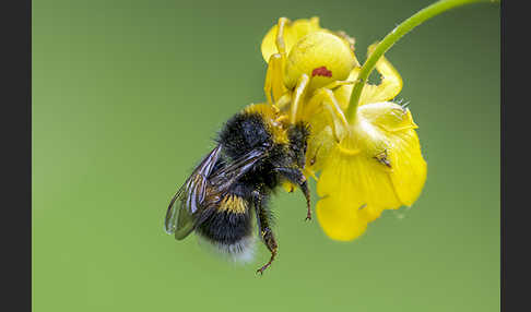 Helle Erdhummel (Bombus lucorum)