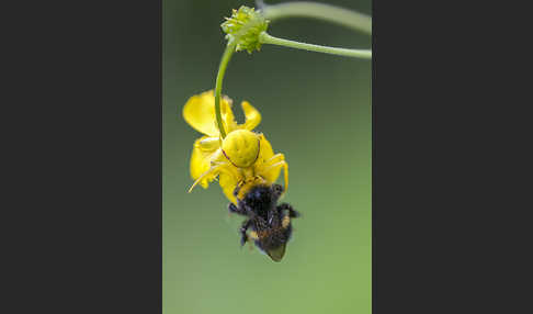 Helle Erdhummel (Bombus lucorum)